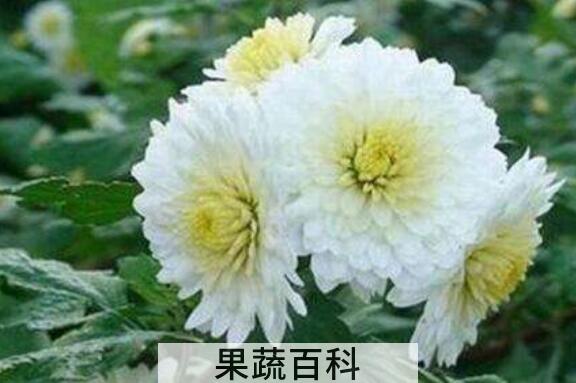 贡菊花的功效与作用 贡菊花的禁忌