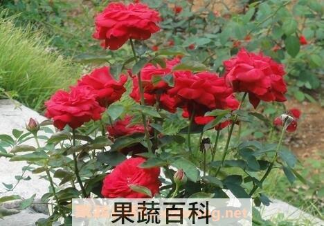 月季花冬天的养殖方法和注意事项