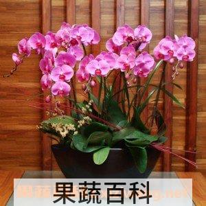 蝴蝶兰