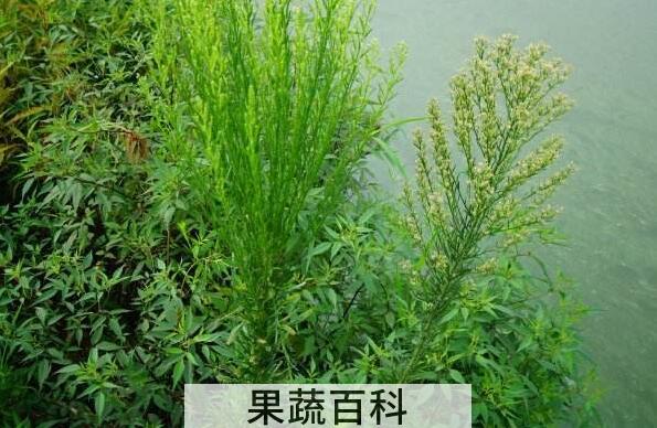 小蓬草怎么吃 小蓬草的食用方法
