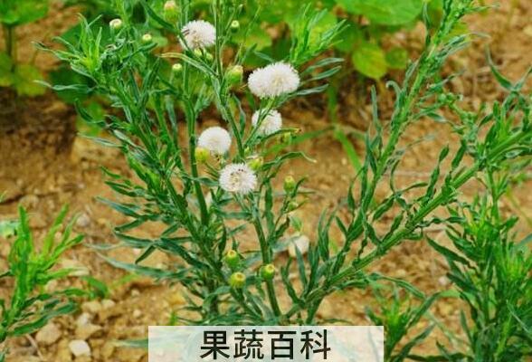 小蓬草怎么吃 小蓬草的食用方法