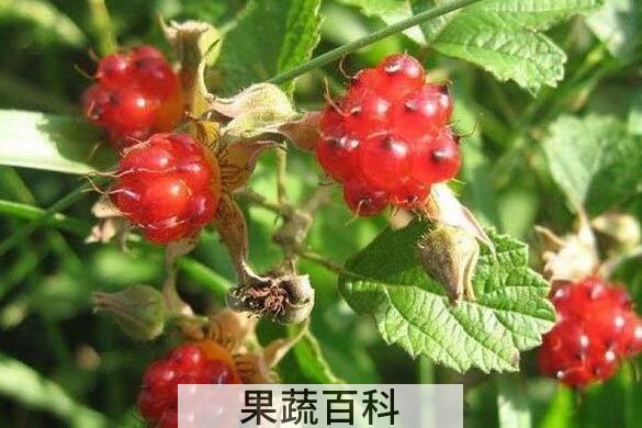 刺泡子的功效与作用 刺泡子什么时候成熟