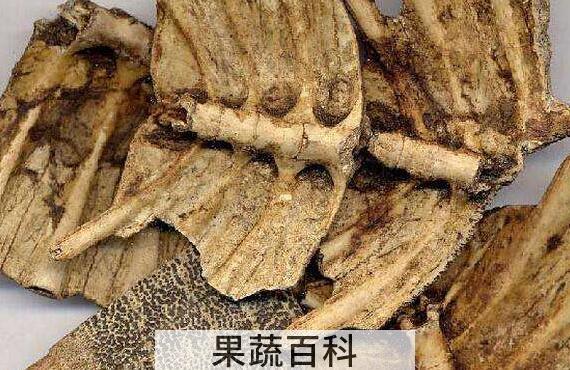 龟甲的功效与作用及食用方法