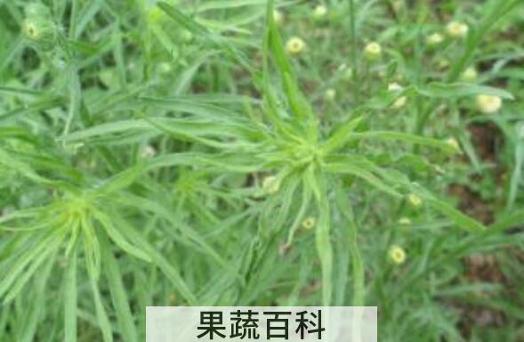 野塘蒿的功效与作用 野塘蒿的副作用与禁忌