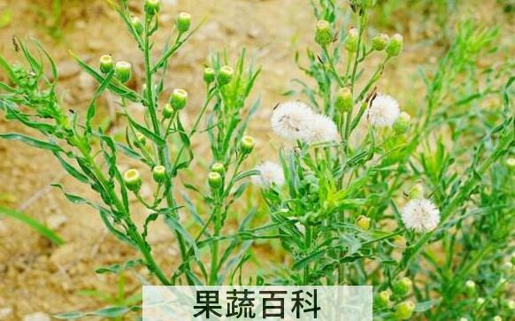 野塘蒿的功效与作用 野塘蒿的副作用与禁忌
