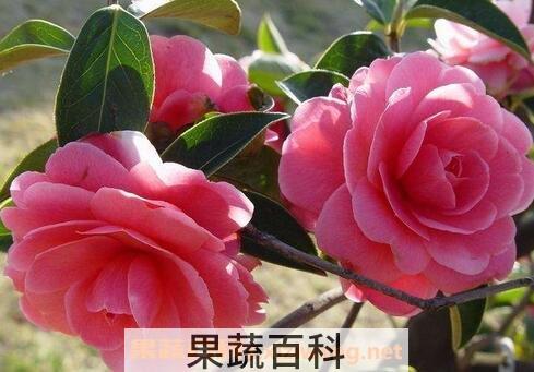 云南山茶花的养殖方法