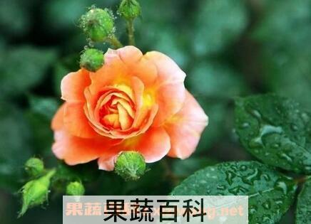 月季花养殖方法和注意事项