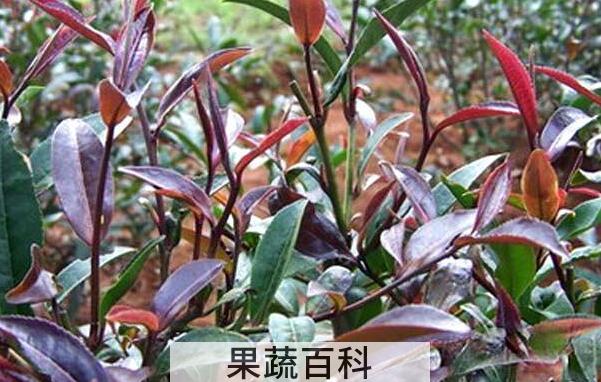 紫鹃茶的功效与作用 紫鹃茶的禁忌