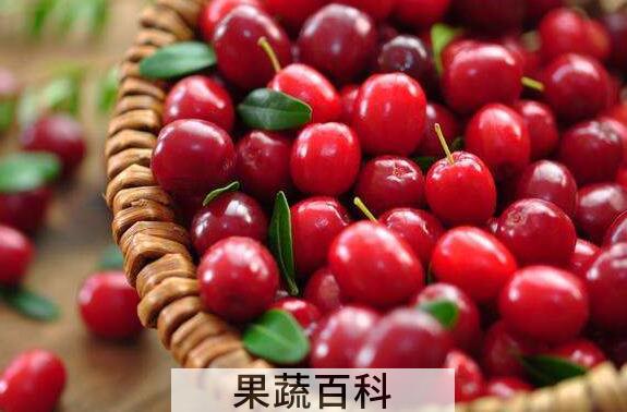 红梅和蔓越莓的区别 吃蔓越莓的好处