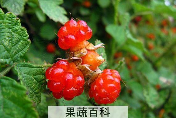 红秋莓干果功效与作用