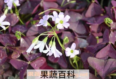 紫叶炸浆草的药用价值