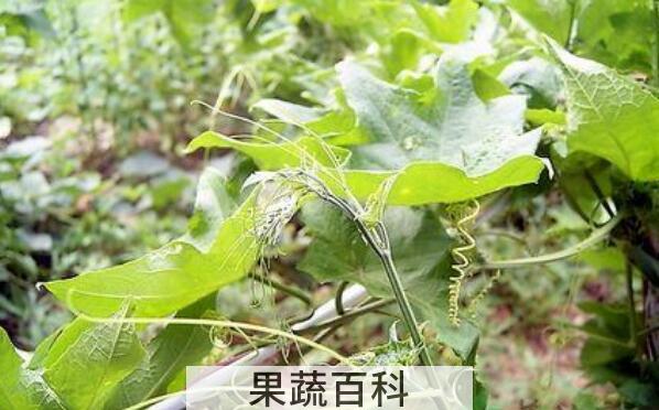 南瓜须水的功效与作用