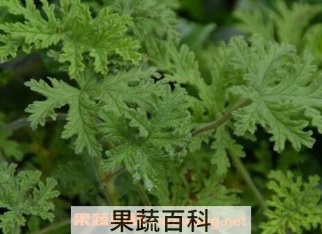 驱蚊香草的种植方法 