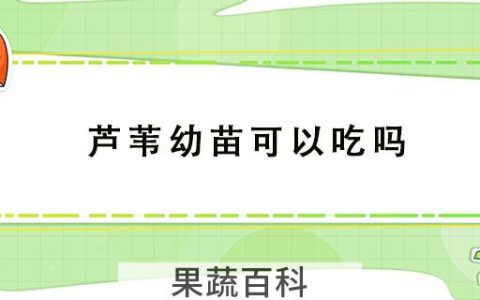 芦苇幼苗可以吃吗