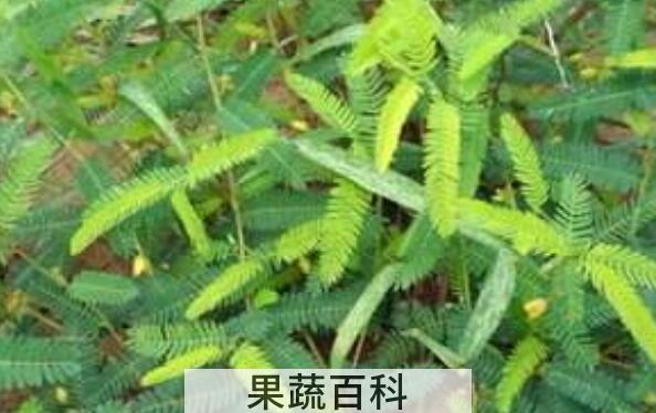 山扁豆的功效与作用 山扁豆的药用价值