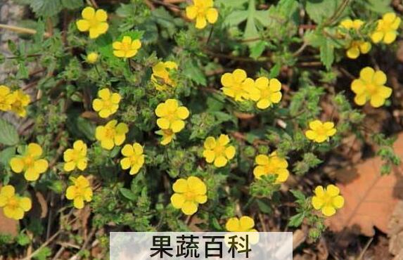 委陵菜的功效与作用 委陵菜的副作用