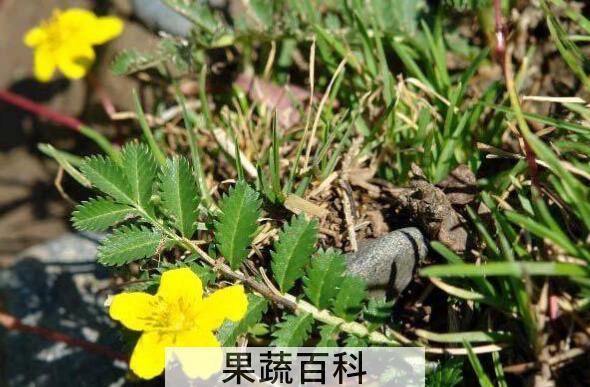 委陵菜的功效与作用 委陵菜的副作用