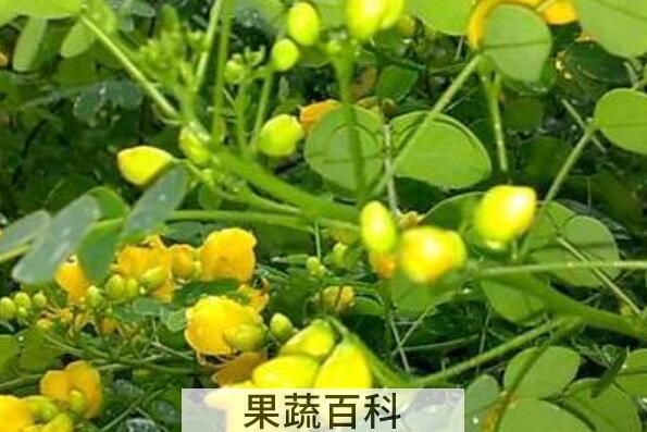 山扁豆怎么做好吃 山扁豆的做法大全
