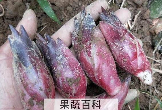 野生姜的功效与作用