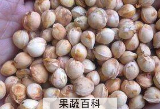 怎样种植樱桃种子 樱桃籽种植方法