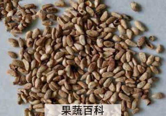 石榴籽如何种植 石榴籽的种植方法