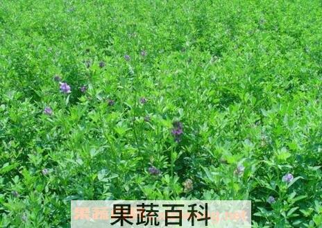 常见牧草的营养价值