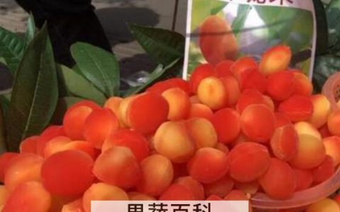 玲珑果的功效与作用 吃玲珑果的好处有哪些