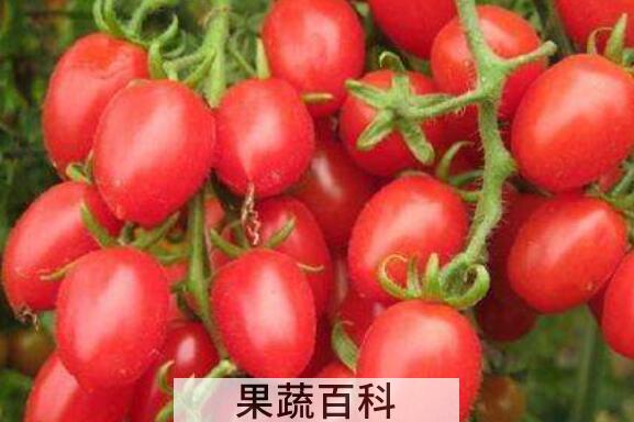 玲珑果的功效与作用