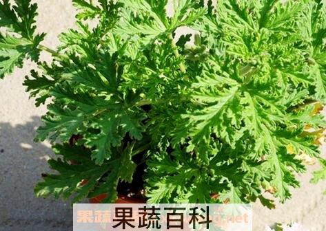 驱蚊草怎么养