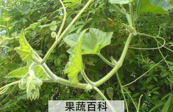 南瓜须菜的功效与作用