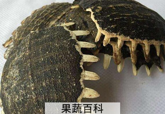 鳖甲怎么吃 鳖甲的食用方法