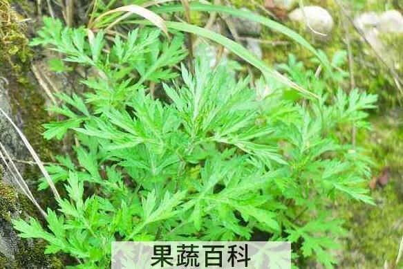 穷菜的功效与作用 穷菜的食用方法