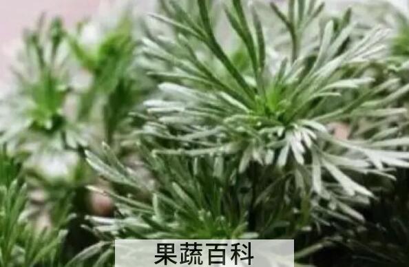 穷菜的功效与作用 穷菜的食用方法