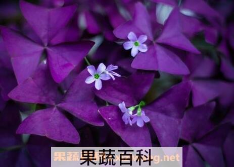 紫叶酢浆草怎么分株 