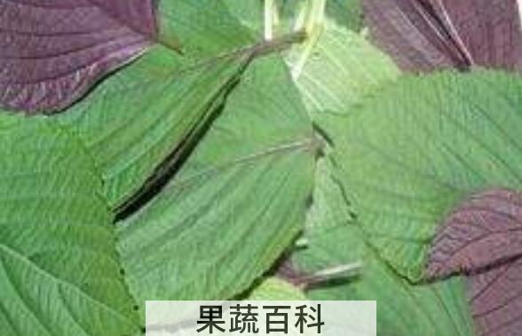 白苏叶和紫苏叶的区别