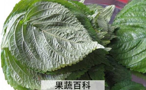 白苏叶和紫苏叶的区别