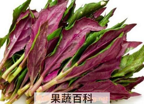 紫背天葵的功效与作用及食用方法