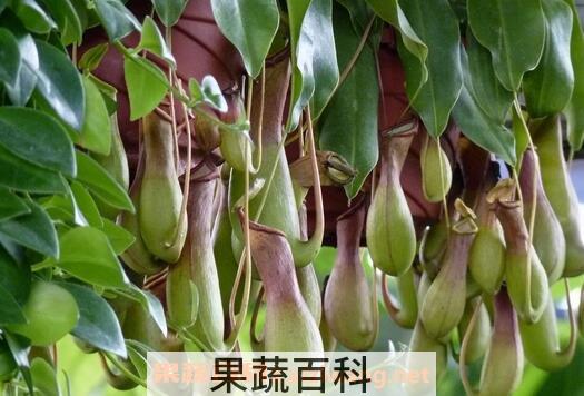 猪笼草的图片 