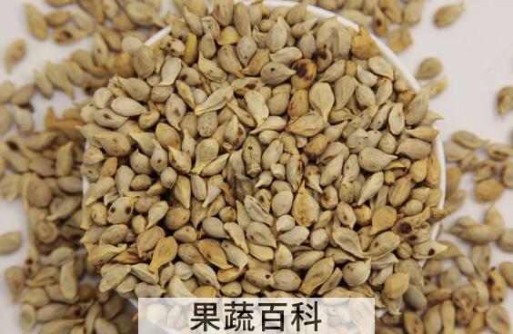 橘核的功效与作用及禁忌