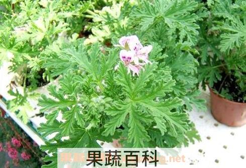 驱蚊香草的作用和副作用