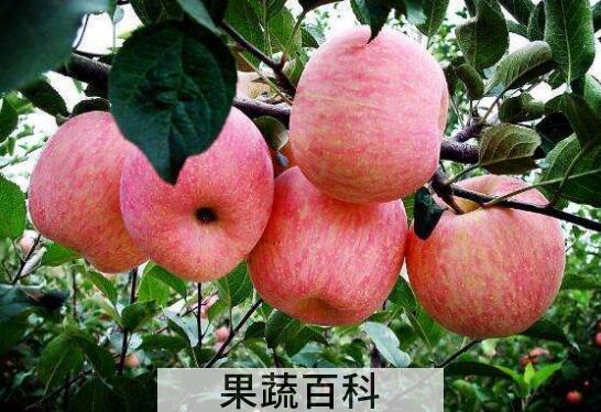 山苹果的功效与作用