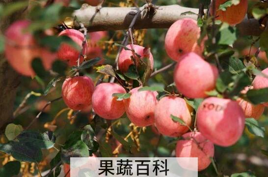 山苹果的功效与作用