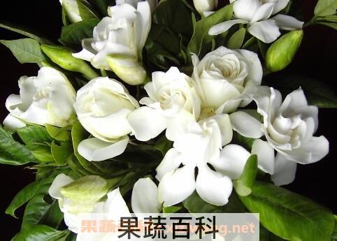 栀子花养殖方法和注意事项