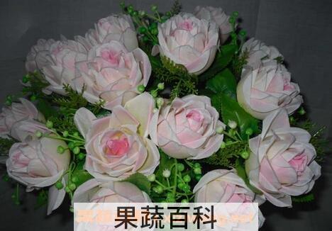 珍珠玫瑰花养殖方法