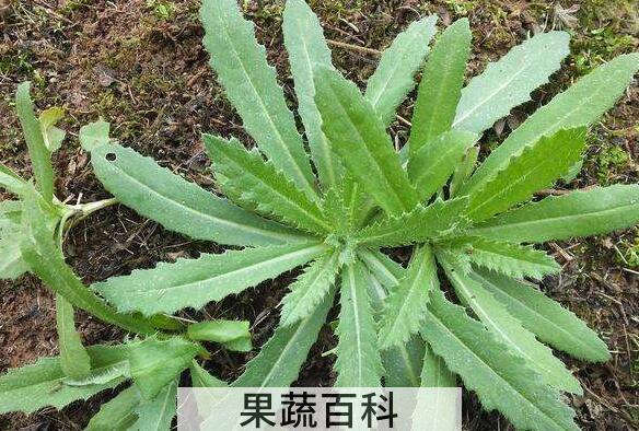 刺儿菜的功效与作用 吃刺儿菜的好处