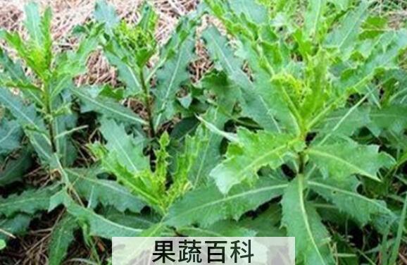 刺儿菜的功效与作用 吃刺儿菜的好处