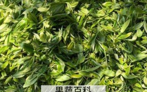 乔木茶是什么 乔木茶的冲泡方法