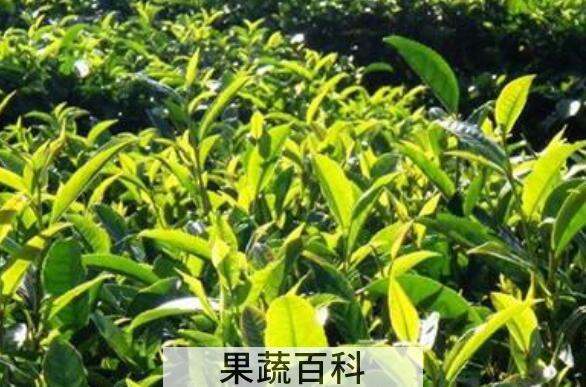 乔木茶是什么 乔木茶的冲泡方法