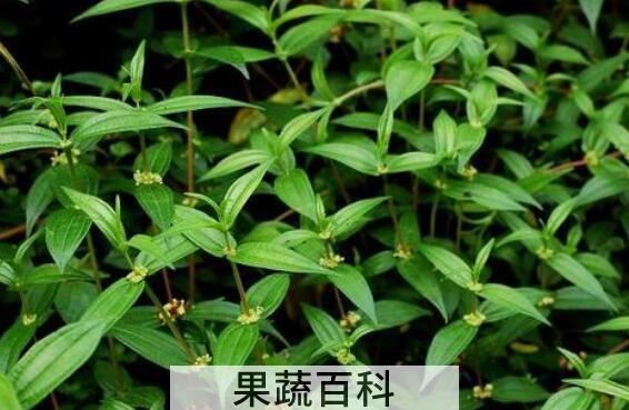 野生人仙菜的功效与禁忌