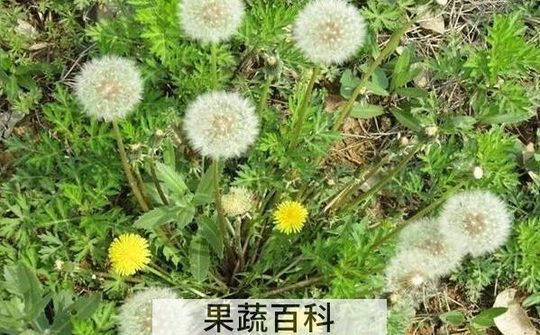 杀死癌细胞最狠的野菜 说说哪些野菜能杀死癌细胞